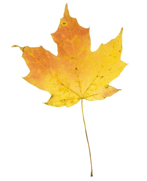 Hoja de arce en otoño aislada en blanco — Foto de Stock