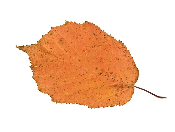 Spasionego liścia — Zdjęcie stockowe