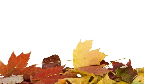 Hojas de otoño en el fondo — Foto de Stock