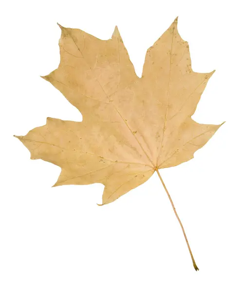 A Maple leaf esik a elszigetelt fehér — Stock Fotó