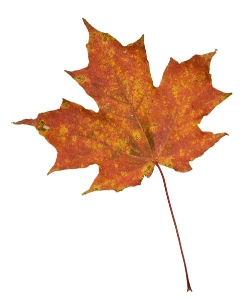 Akçaağaç yaprağı düşmek izole üzerinde beyaz — Stok fotoğraf