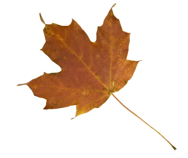 Hoja de arce en otoño aislada en blanco — Foto de Stock