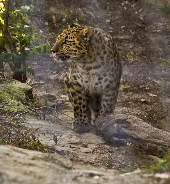 Leopardo — Fotografia de Stock