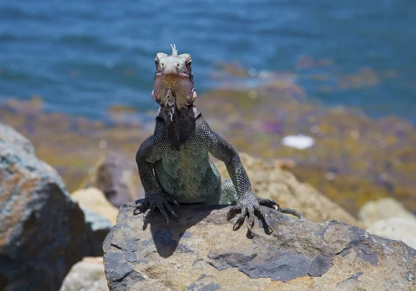 Lagarto selvagem — Fotografia de Stock