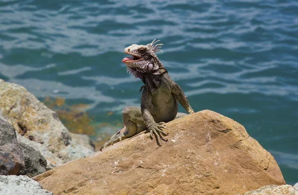 Lagarto selvagem — Fotografia de Stock