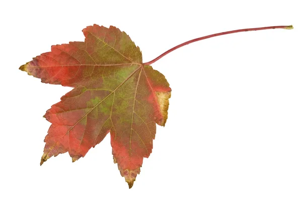 Hoja de arce en otoño aislada en blanco — Foto de Stock