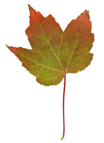 Javorový list v pádu izolované na bílém — Stock fotografie