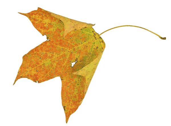 Ahornblatt im Herbst isoliert auf weiß — Stockfoto