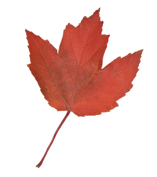 Maple leaf in fall isolated on white — Stock Photo, Image
