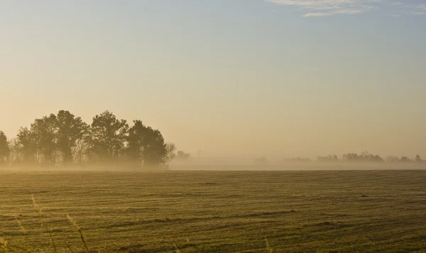 Erbacce con rugiada al mattino presto — Foto Stock