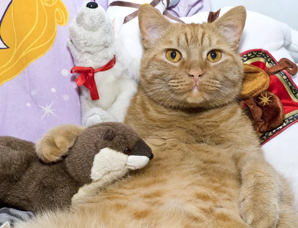 Fat orange cat with his toy otter — Stock Photo, Image