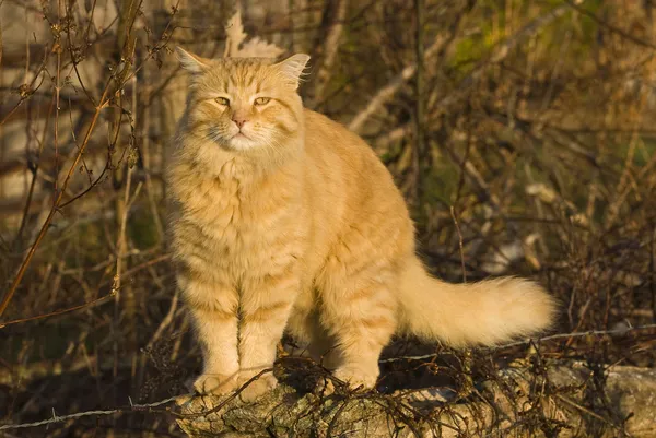 Orange cat enjoying the morning sun — Stock Photo, Image