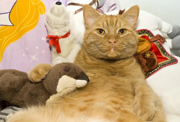 Fat orange cat with his toy otter — Stock Photo, Image