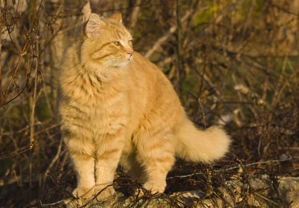 Pomarańczowy kot, ciesząc się rano słońce — Zdjęcie stockowe