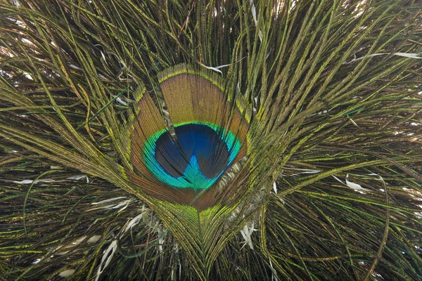Patrón de abanico de plumas de pavo real —  Fotos de Stock