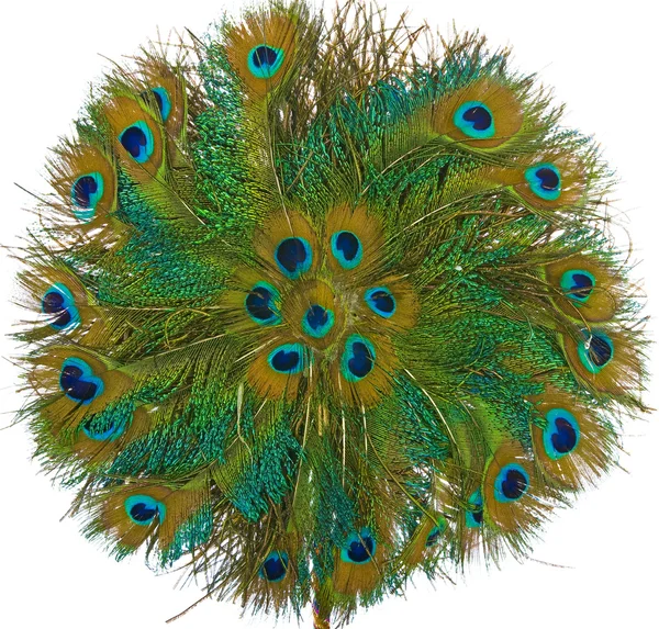 Peacock feather fan desen — Stok fotoğraf