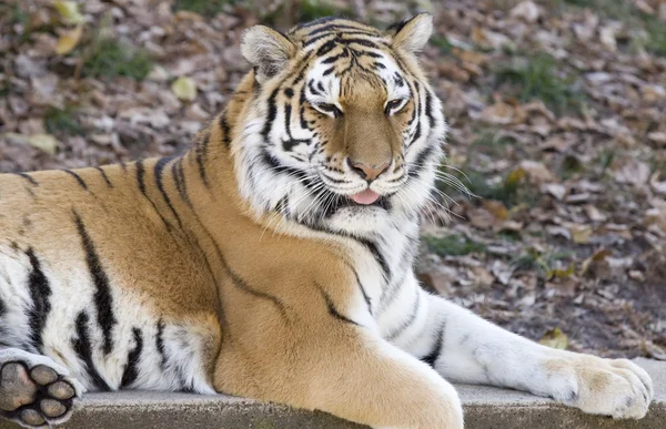 Tiger op een richel — Stockfoto