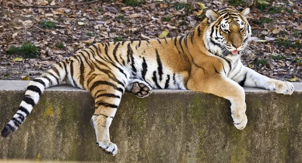 Tiger op een richel — Stockfoto