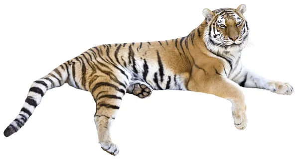 Tygr na římse — Stock fotografie