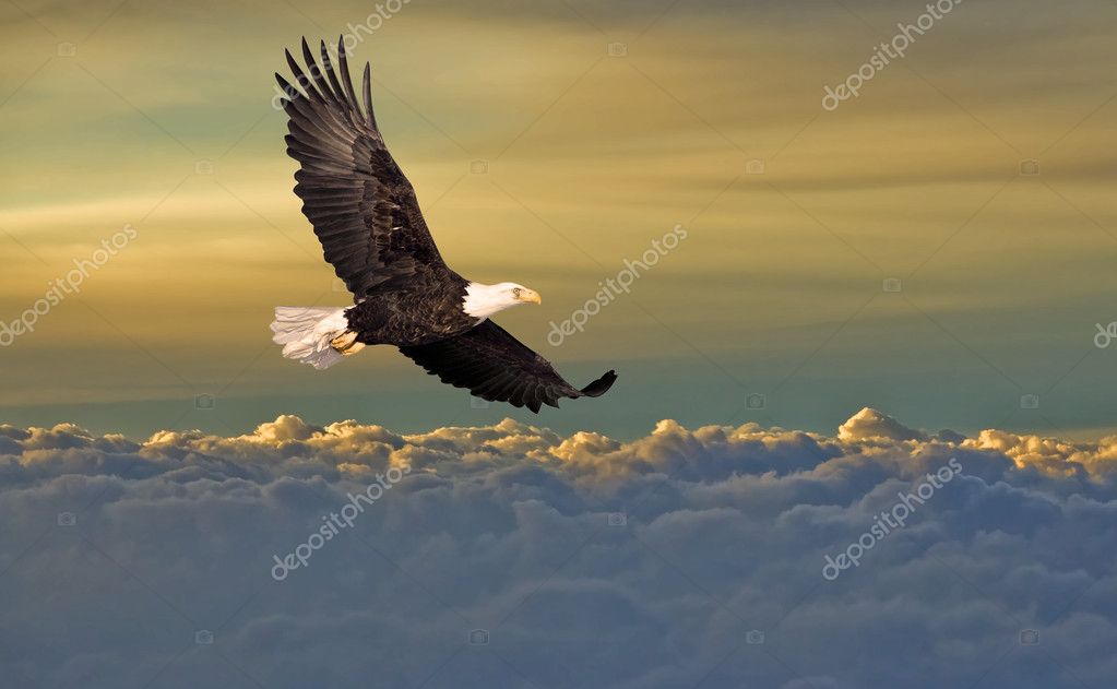 Águila volando fotos de stock, imágenes de Águila volando sin royalties |  Depositphotos