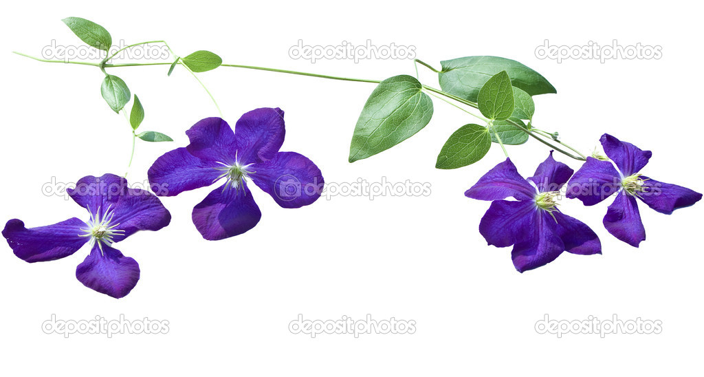 Clematis vines on white background