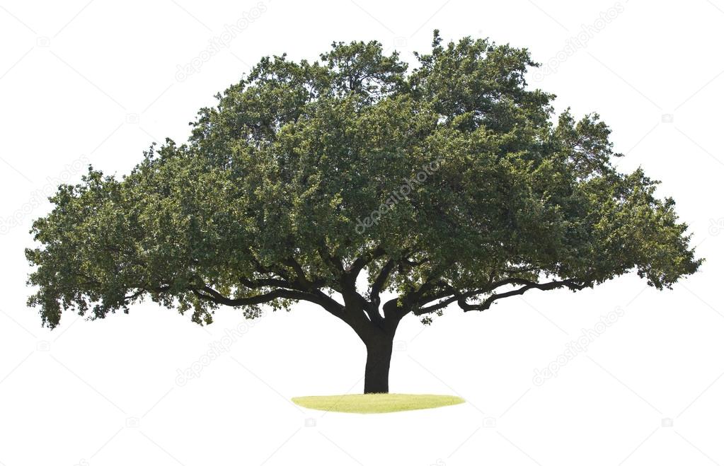 Oak tree isolated on white