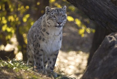 Gözlerin için onun vahşi göz düz ile bir saldırı gerçekleştirmek büyük jaguar erkek