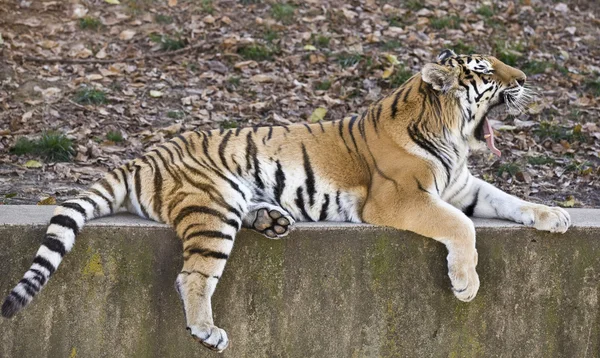 Tigre en una cornisa — Foto de Stock