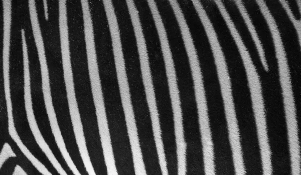 Zebra textur och mönster svart och vitt — Stockfoto