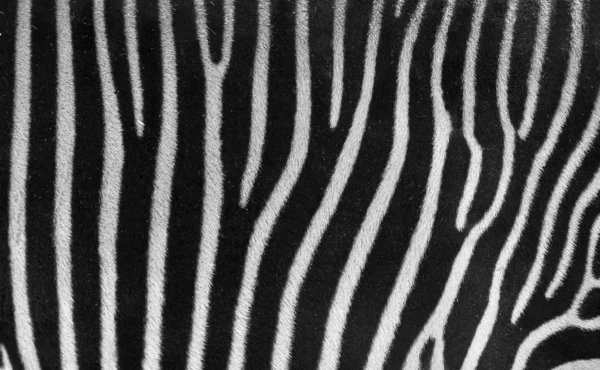 Zebra teksturę czerni i bieli — Zdjęcie stockowe