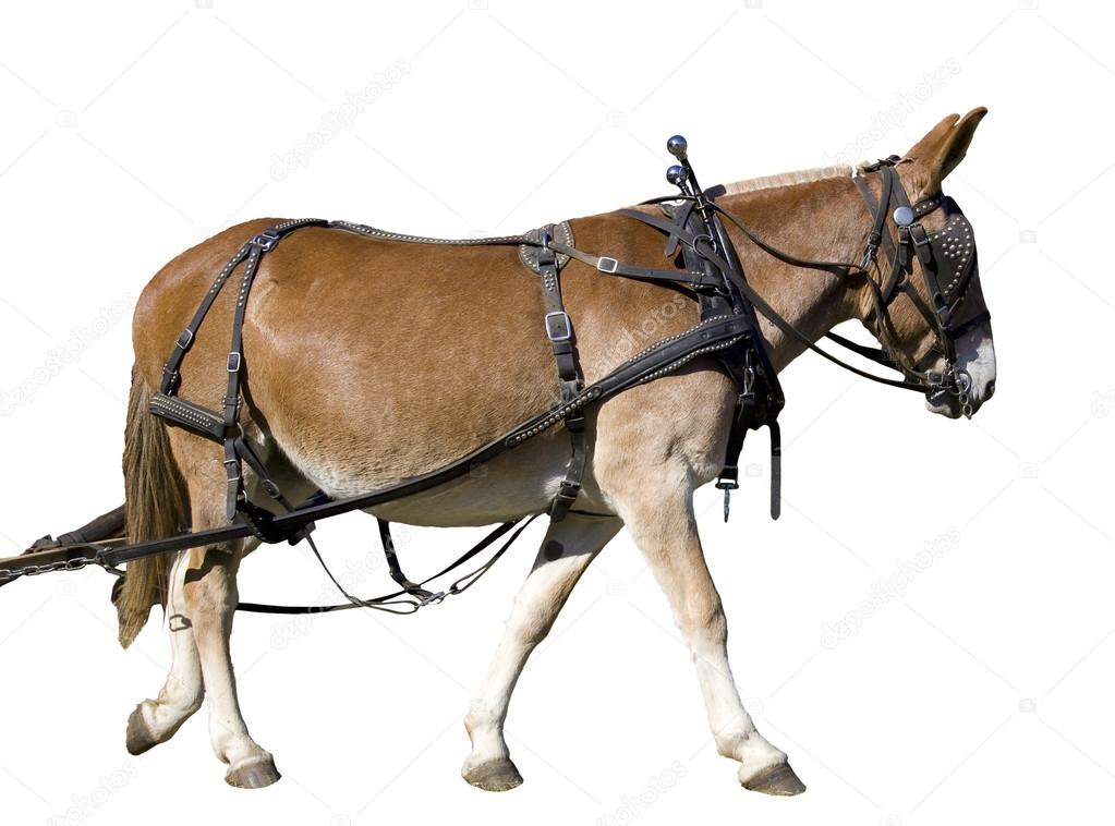 Harnessed horse