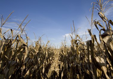 güzel yeşil Mısır alan