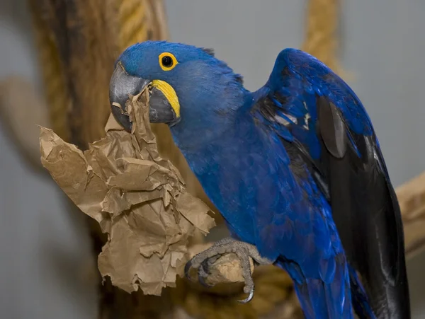 Guacamayo jacinto azul brillante con un anillo amarillo alrededor de su ojo —  Fotos de Stock