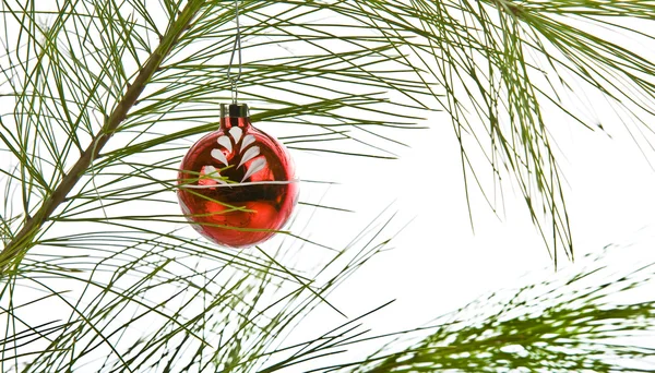 Kerstversiering op pine branch geïsoleerd op wit — Stockfoto