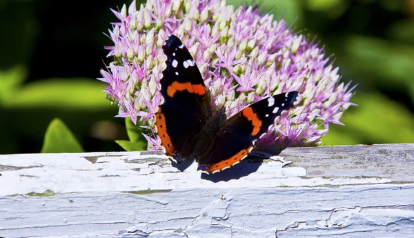 Motyl admirał - vanessa atalanta karmienia — Zdjęcie stockowe