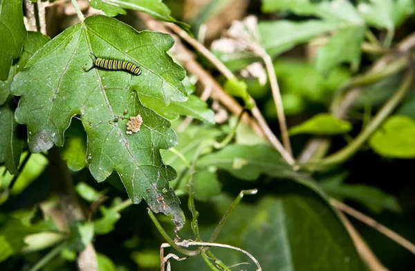 Monarch caterpillar and new eggs — Stock Photo, Image