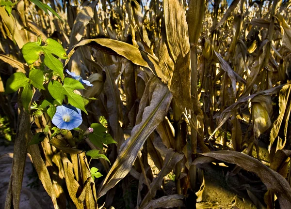 Schönes grünes Maisfeld — Stockfoto