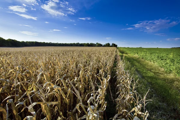 Belo campo de milho verde — Fotografia de Stock