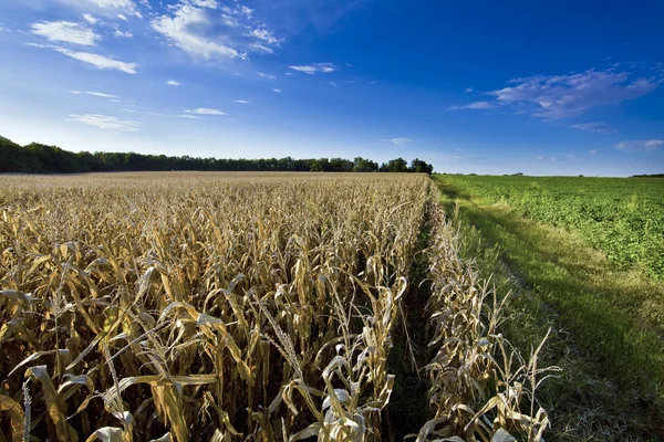 Schönes grünes Maisfeld — Stockfoto