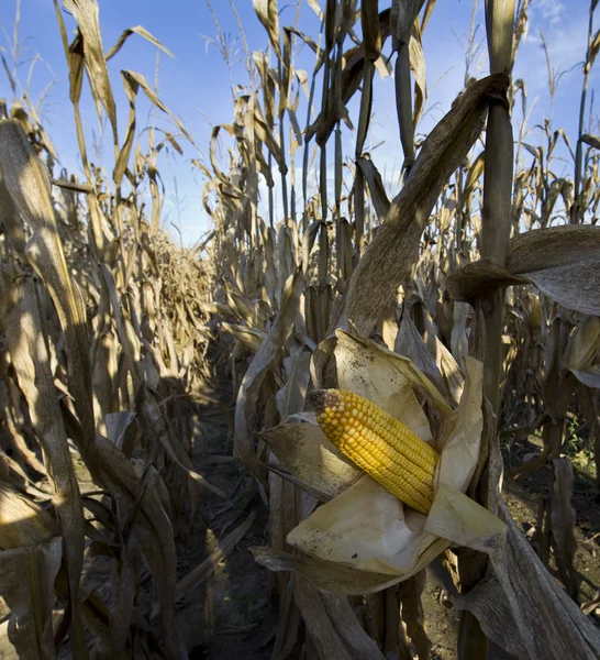 Piękne zielone pole kukurydzy — Zdjęcie stockowe