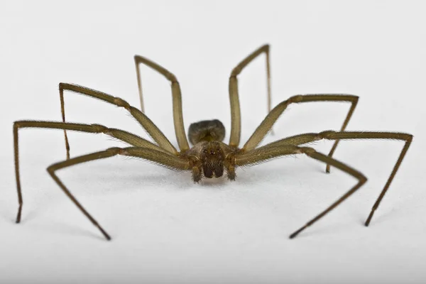 Brown recluse spider isolerad på vit Stockbild