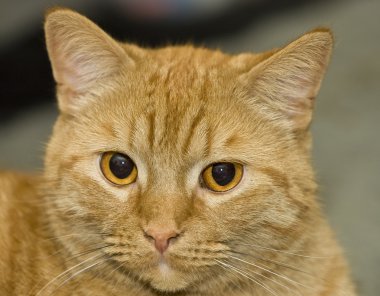 Turuncu kedi