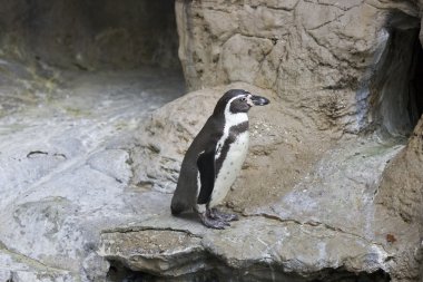 Beautiful endangered Galapagos Penguin clipart