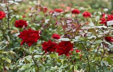 Rose image