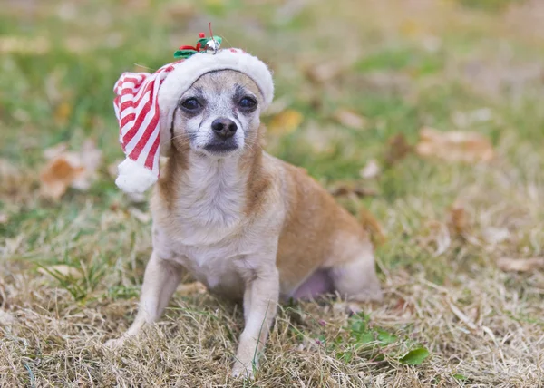 Carino chihuahua — Foto Stock