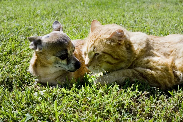 Chihuahua bonito — Fotografia de Stock