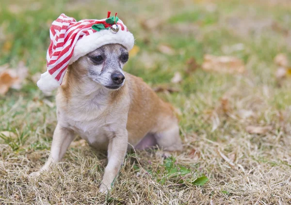 Carino chihuahua — Foto Stock