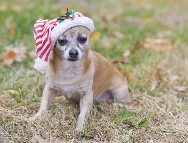 Söt chihuahua — Stockfoto