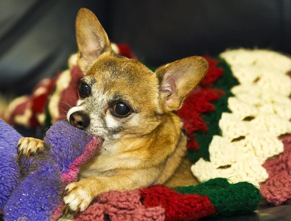 Chihuahua no sofá — Fotografia de Stock