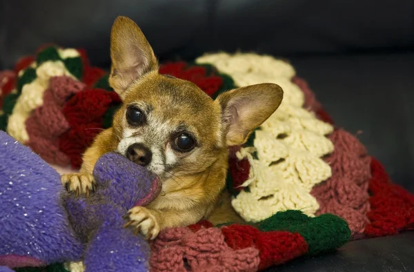 Chihuahua no sofá — Fotografia de Stock